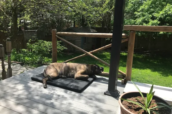 PetSmart Dog Training