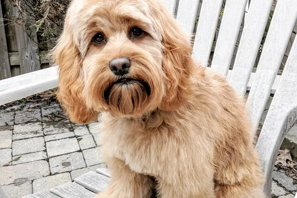 Mt Pleasant Pet Grooming