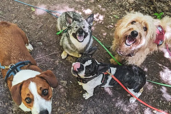 Divergent Dog Behavior Consulting