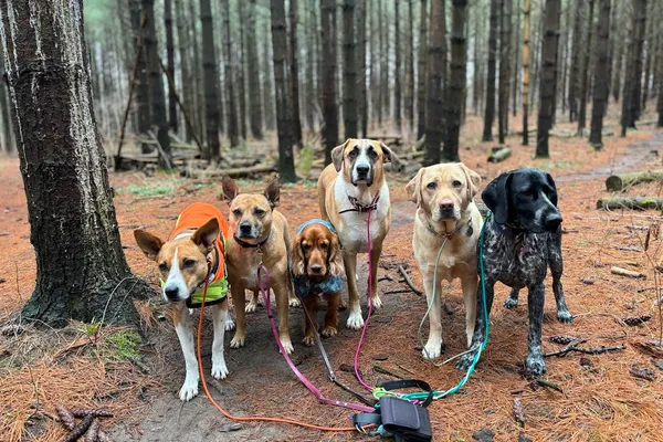 Tails on TRAILS