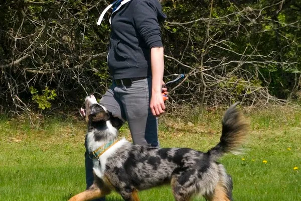 Scratch and Sniff Canine Services