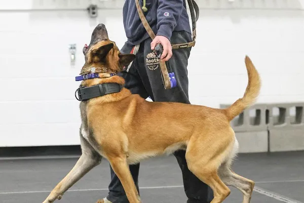 RnR K9