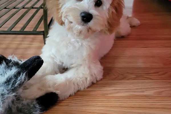 Brushcuts Professional Pet Grooming