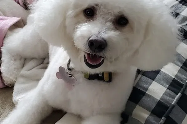 Do's 4 Doggies