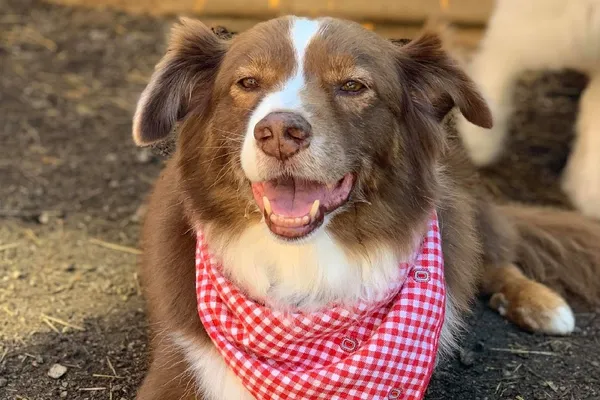 Soulmutts Toronto - Dog Daycare and Boarding