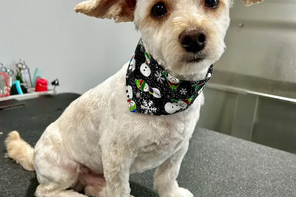 Burnside Grooming Co.