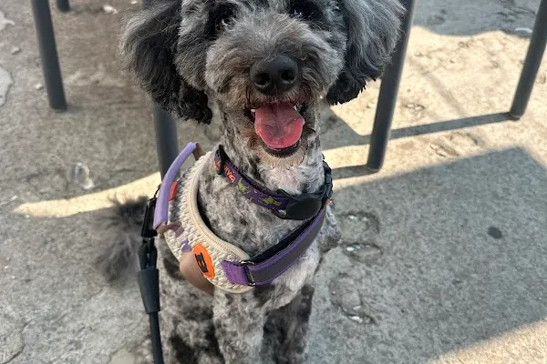 Polka Dottie's Dog Grooming