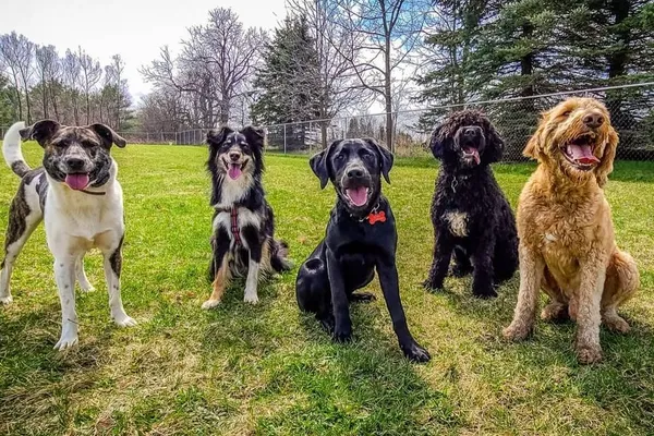 The Collected Canine