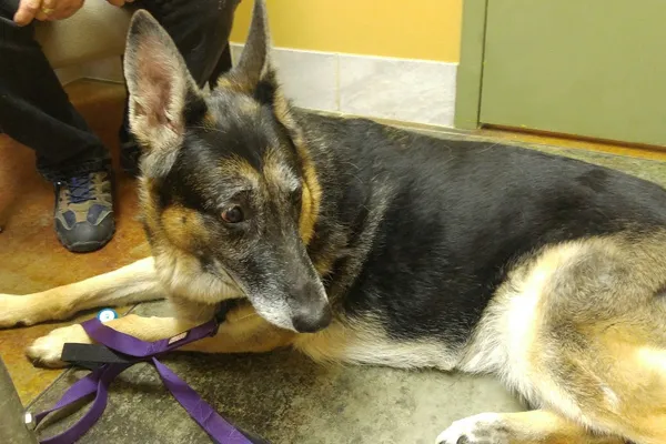 Victoria Road Animal Hospital
