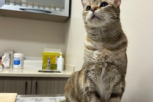 Veterinary Allergy Dermatology and Ear Referral Clinic