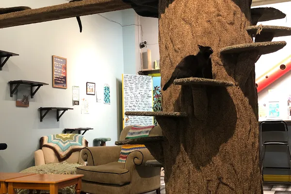My Kitty Cafe