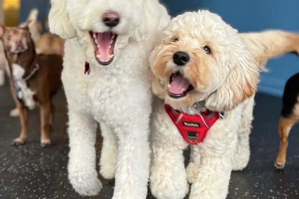 Bark Buddies Toronto | Dog Daycare and Walking