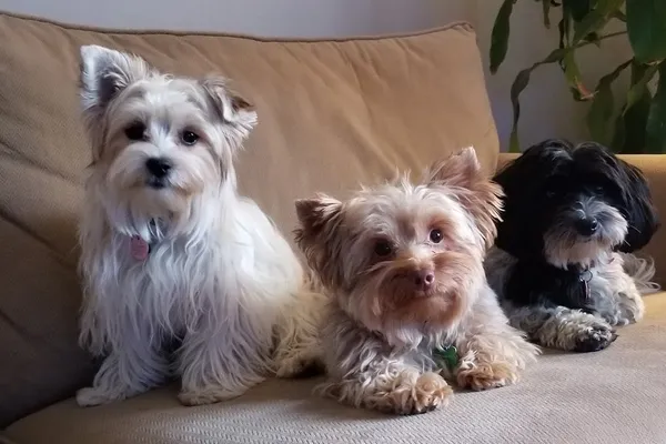 Lahey House Yorkies & Small Dogs