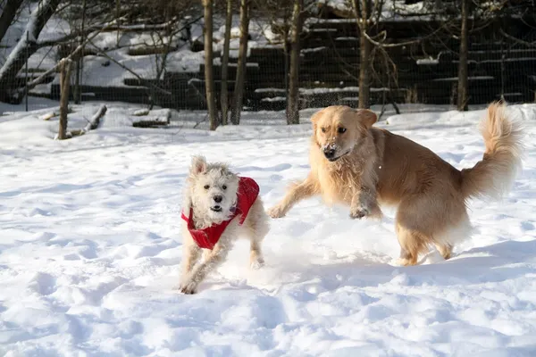 Dog Devotion Pet Care Service