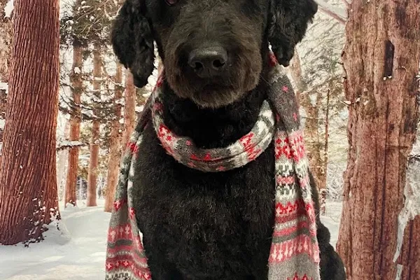 Canadian Canine College