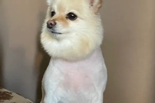 Pet Grooming