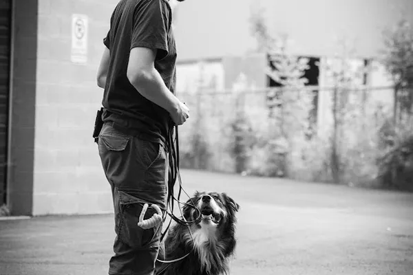 Leashed Learner's Academy