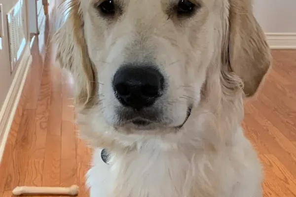 PetSmart Dog Training