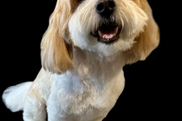 Happy Paws Spaw