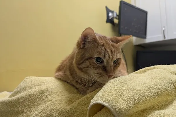 Court Animal Hospital