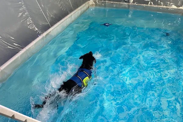 Niagara Canine Conditioning Centre