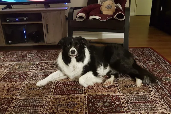 Katyra Canine Centre