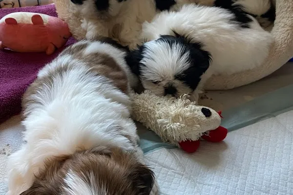 Shente Shih Tzu