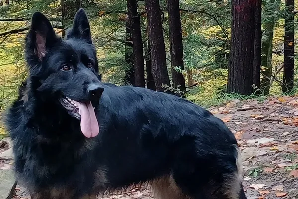 Indiana Sunshine GSD