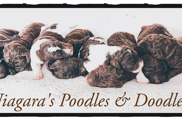 Niagara's Poodles and Doodles