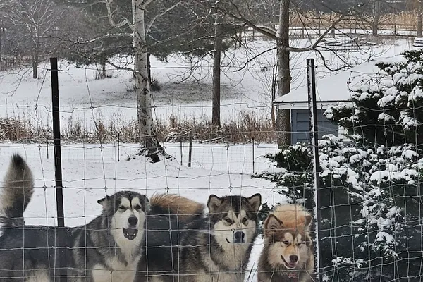 Dinork Kennel