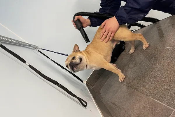 Gentle Groomers