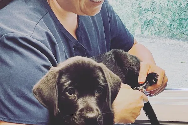Cambridge Mobile Vet Tech