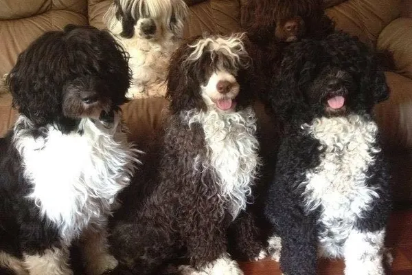 LunaNova Portuguese Water Dogs - Carolynne Issa