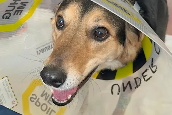 Hespeler Animal Hospital