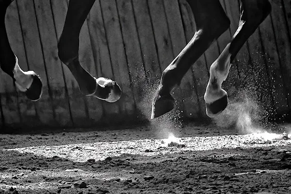 Bennett Equine Veterinary Services