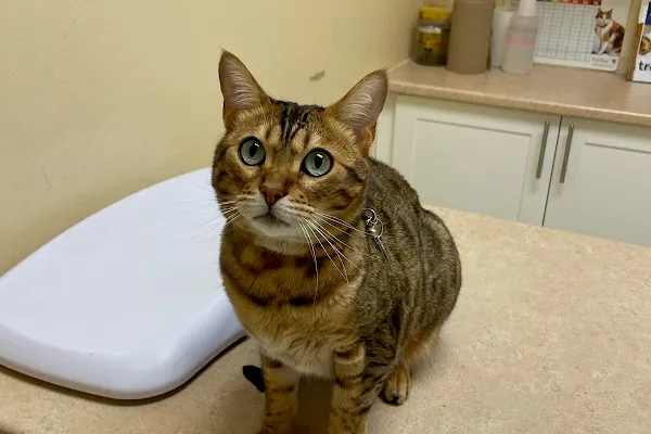 Dufferin Davenport Animal Hospital