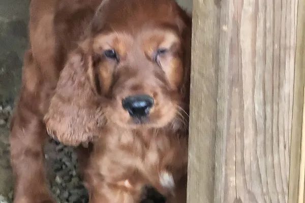 Captiva Kennels