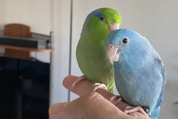 The Cozy Perch - Bird Boarding Service