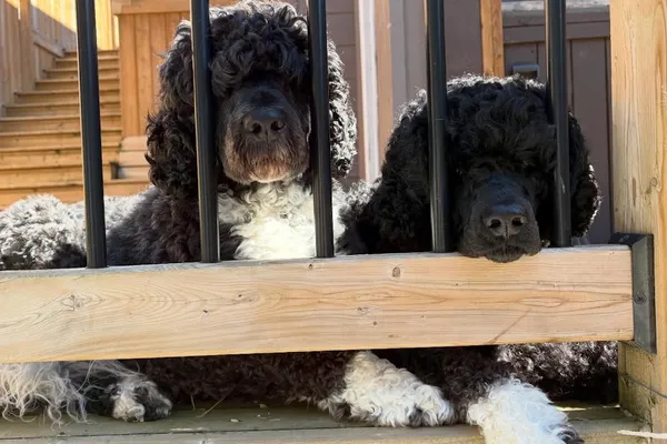 SadieLane Portuguese Water Dogs
