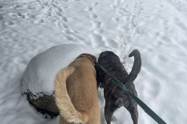K-9 Mobility and Balance