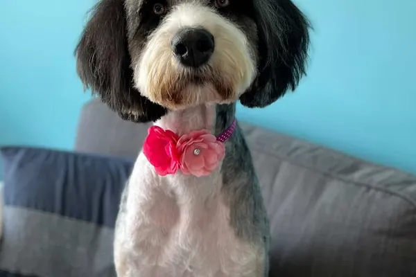 Petite Etoile Grooming