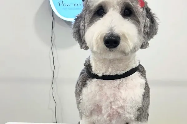 Paw-Ever dog grooming