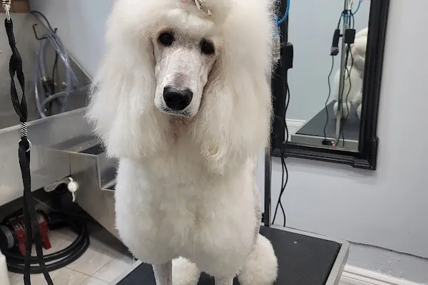 Pawtricias Dog Grooming