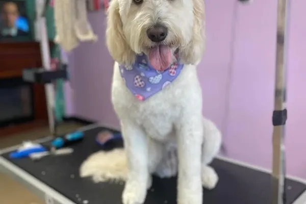 TJ's Tails 2 Toes Grooming