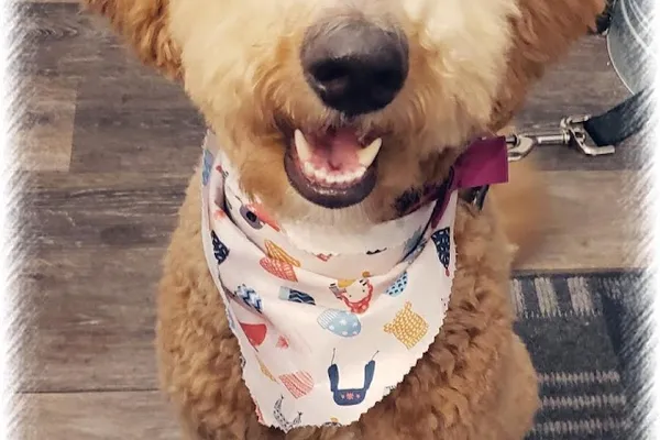 The Puppy Pub Grooming Parlor