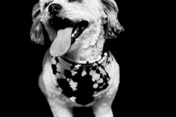 Casa Doma Dog Grooming