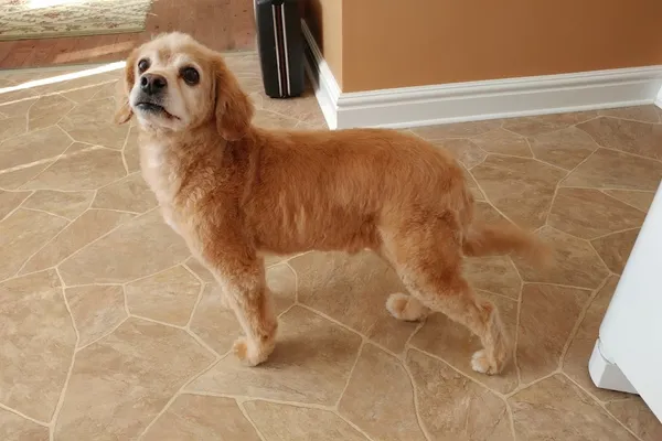 Soapy Dogs Salon