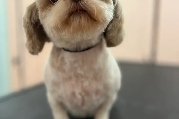 Studio 154 Professional Dog Grooming