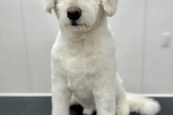 Dog Grooming by Katelyn
