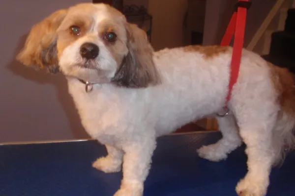 Kims Pampered Pets